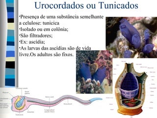 Urocordados ou Tunicados
•Presença de uma substância semelhante
a celulose: tunicica
•Isolado ou em colônia;
•São filtradores;
•Ex: ascídia;
•As larvas das ascídias são de vida
livre.Os adultos são fixos.
 
