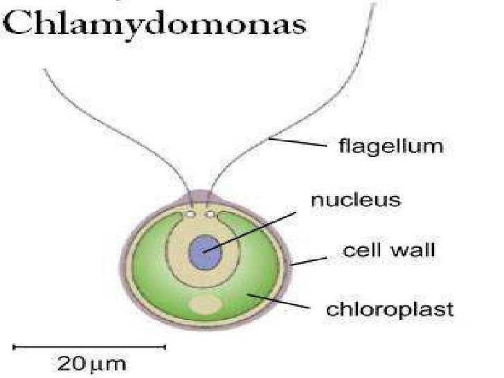 Protoctista