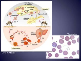 Plasmodium




Ciclo da Malária
 