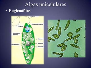 Algas unicelulares
• Euglenófitas
 