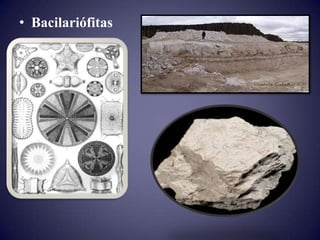• Bacilariófitas
 