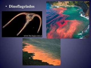 • Dinoflagelados
 