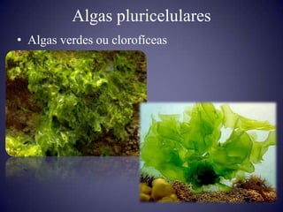 Algas pluricelulares
• Algas verdes ou clorofíceas
 