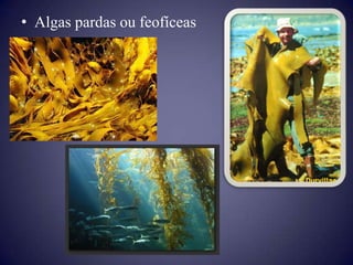 • Algas pardas ou feofíceas
 