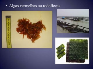 • Algas vermelhas ou rodofíceas
 