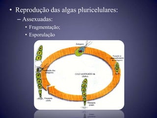 • Reprodução das algas pluricelulares:
  – Assexuadas:
     • Fragmentação;
     • Esporulação
 