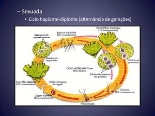 – Sexuada
  • Ciclo haplonte-diplonte (alternância de gerações)
 