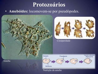 Protozoários
 • Amebóides: locomovem-se por pseudópodes.




                                  Cissiparidade




Ameba


                      Nutrição da ameba
 