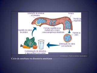 Ciclo da amebíase ou disenteria amebiana
 