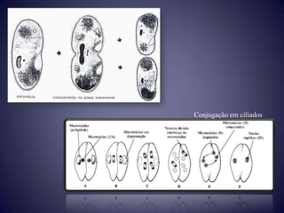 Conjugação em ciliados
 