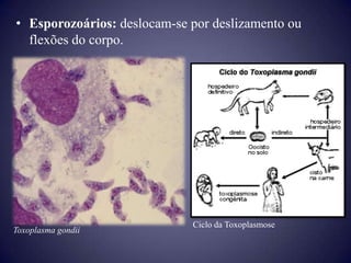 • Esporozoários: deslocam-se por deslizamento ou
  flexões do corpo.




                             Ciclo da Toxoplasmose
Toxoplasma gondii
 