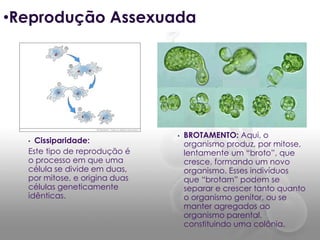 •Reprodução Assexuada




                               •   BROTAMENTO: Aqui, o
  • Cissiparidade:                 organismo produz, por mitose,
  Este tipo de reprodução é        lentamente um “broto”, que
  o processo em que uma            cresce, formando um novo
  célula se divide em duas,        organismo. Esses indivíduos
  por mitose, e origina duas       que “brotam” podem se
  células geneticamente            separar e crescer tanto quanto
  idênticas.                       o organismo genitor, ou se
                                   manter agregados ao
                                   organismo parental,
                                   constituindo uma colônia.
 