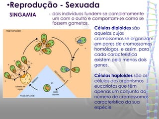 •Reprodução - Sexuada
SINGAMIA   •   dois indivíduos fundem-se completamente
               um com o outro e comportam-se como se
               fossem gametas.
                                   Células diploides são
                                   aquelas cujos
                                   cromossomos se organizam
                                   em pares de cromossomos
                                   homólogos, e assim, para
                                   cada característica
                                   existem pelo menos dois
                                   genes.

                                 Células haploides são as
                                 células dos organismos
                                 eucariotos que têm
                                 apenas um conjunto do
                                 número de cromossomos
                                 característico da sua
                                 espécie
 