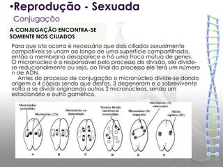 •Reprodução - Sexuada
 Conjugação
A CONJUGAÇÃO ENCONTRA-SE
SOMENTE NOS CILIADOS
Para que isto ocorra é necessário que dois ciliados sexualmente
compatíveis se unam ao longo de uma superfície compartilhada,
então a membrana desaparece e há uma troca mútua de genes.
O micronúcleo é o responsável pelo processo de divisão, ele divide-
se reducionalmente ou seja, ao final do processo ele terá um número
n de ADN.
   Antes do processo de conjugação o micronúcleo divide-se dando
origem a 4 cópias sendo que destas, 3 degeneram e o sobrevivente
volta a se dividir originando outros 2 micronúcleos, sendo um
estacionário e outro gamético.
 