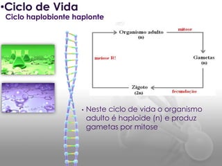 •Ciclo de Vida
Ciclo haplobionte haplonte




                    •   Neste ciclo de vida o organismo
                        adulto é haploide (n) e produz
                        gametas por mitose
 
