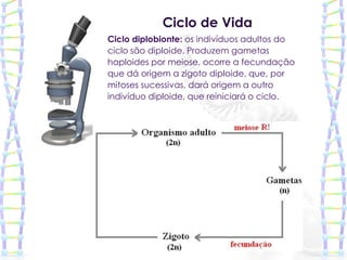 Ciclo de Vida
Ciclo diplobionte: os indivíduos adultos do
ciclo são diploide. Produzem gametas
haploides por meiose, ocorre a fecundação
que dá origem a zigoto diploide, que, por
mitoses sucessivas, dará origem a outro
indivíduo diploide, que reiniciará o ciclo.
 