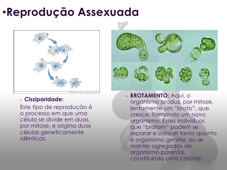 Descreva Como Ocorre A Reprodução Dos Protozoários