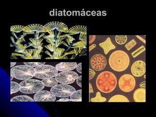 diatomáceas
 