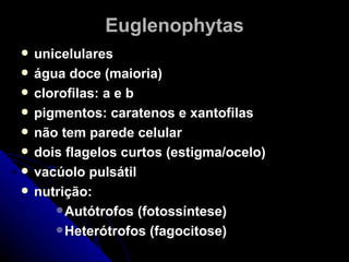 Euglenophytas
   unicelulares
   água doce (maioria)
   clorofilas: a e b
   pigmentos: caratenos e xantofilas
   não tem parede celular
   dois flagelos curtos (estigma/ocelo)
   vacúolo pulsátil
   nutrição:
        Autótrofos (fotossíntese)
        Heterótrofos (fagocitose)
 