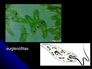 euglenófitas
 