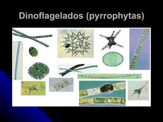 Dinoflagelados (pyrrophytas)
 