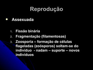 Reprodução
    Assexuada

    1.   Fissão binária
    2.   Fragmentação (filamentosas)
    3.   Zoosporia – formação de células
         flageladas (zoósporos) soltam-se do
         indivíduo - nadam – suporte – novos
         indivíduos
 