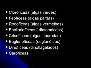  Clorofíceas (algas verdes)
 Feofíceas (algas pardas)
 Rodofíceas (algas vermelhas)
 Bacilariofíceas ( diatomáceas)
 Crisofíceas (algas douradas)
 Euglenofíceas (euglenóides)
 Dinofíceas (dinoflagelados)
 Carofíceas
 