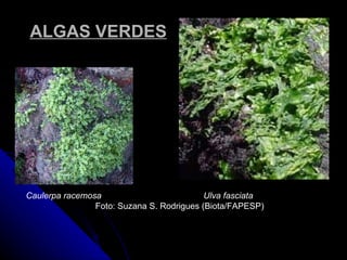 ALGAS VERDES




Caulerpa racemosa                          Ulva fasciata
                Foto: Suzana S. Rodrigues (Biota/FAPESP)
 