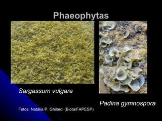 Phaeophytas




Sargassum vulgare
                                            Padina gymnospora
Fotos: Natália P. Ghilardi (Biota/FAPESP)
 