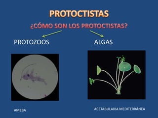 PROTOCTISTAS<br />¿CÓMO SON LOS PROTOCTISTAS?<br />PROTOZOOS<br />ALGAS<br />ACETABULARIA MEDITERRÁNEA<br />AMEBA<br />