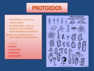 PROTOZOOS<br />EUCARIOTAS ( con núcleo)<br />UNICELULARES<br />HETERÓTROFOS  ( algunos producen enfermedades)<br />VIVEN E...