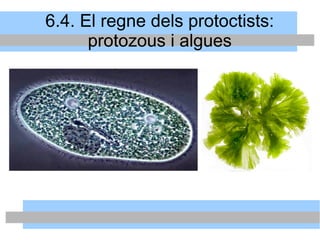 6.4. El regne dels protoctists:
protozous i algues
 
