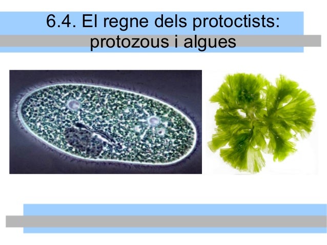Protoctists