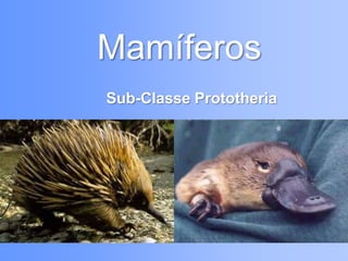 Mamíferos
Sub-Classe Prototheria
 