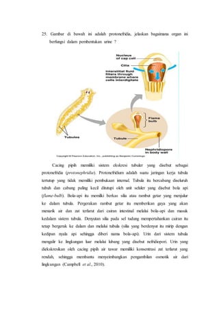 Protonefridia | PDF
