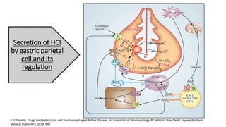Secretion of HCl
by gastric parietal
cell and its
regulation
K.D Tripathi. Drugs for Peptic Ulcer and Gastroesophageal Reflux Disease. In: Essentials of pharmacology. 8th edition. New Delhi: Jaypee Brothers
Medical Publishers, 2019. 647
 