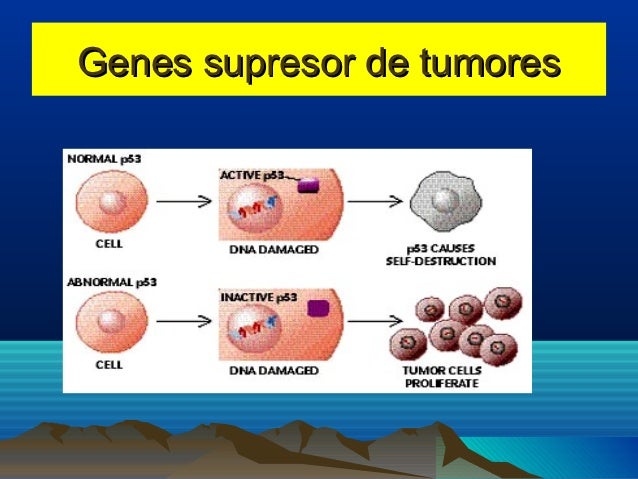 Regulación de la proliferación celular: Protooncogenes