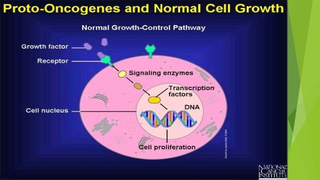Proto oncogene to onco gene cell signaling
