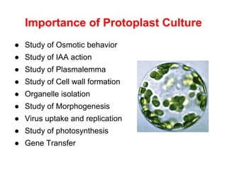 Importance of Protoplast Culture
● Study of Osmotic behavior
● Study of IAA action
● Study of Plasmalemma
● Study of Cell wall formation
● Organelle isolation
● Study of Morphogenesis
● Virus uptake and replication
● Study of photosynthesis
● Gene Transfer
 