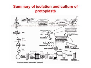 Summary of isolation and culture of
protoplasts
 