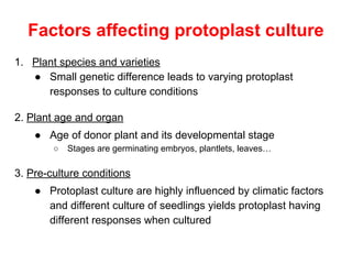 Factors affecting protoplast culture
1. Plant species and varieties
● Small genetic difference leads to varying protoplast
responses to culture conditions
2. Plant age and organ
● Age of donor plant and its developmental stage
○ Stages are germinating embryos, plantlets, leaves…
3. Pre-culture conditions
● Protoplast culture are highly influenced by climatic factors
and different culture of seedlings yields protoplast having
different responses when cultured
 