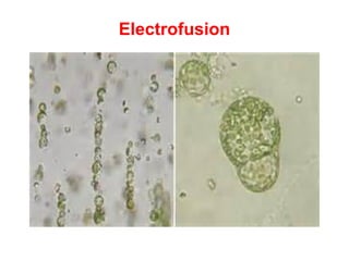 Electrofusion
 