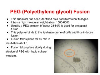 PEG (Polyethylene glycol) Fusion
● This chemical has been identified as a possible/potent fusogen.
● It has a high molecular weight about 1500-6000.
● Usually a PEG solution of about 28-50% is used for protoplast
fusion.
● This polymer binds to the lipid membrane of cells and thus induces
fusion
● Fusion takes place for 45 min in
incubation at r.t.p
● Fusion takes place slowly during
elusion of PEG with liquid culture
medium.
 