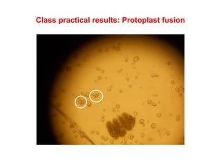 Class practical results: Protoplast fusion
 