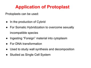 Application of Protoplast
Protoplasts can be used:
● In the production of Cybrid
● For Somatic Hybridization to overcome sexually
incompatible species
● Ingesting “Foreign” material into cytoplasm
● For DNA transformation
● Used to study wall synthesis and decomposition
● Studied as Single Cell System
 