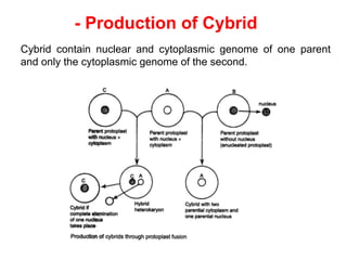 - Production of Cybrid
Cybrid contain nuclear and cytoplasmic genome of one parent
and only the cytoplasmic genome of the second.
 