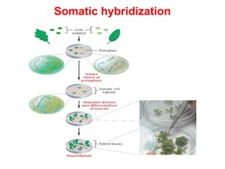 Somatic hybridization
 