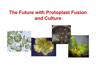 The Future with Protoplast Fusion
and Culture
 