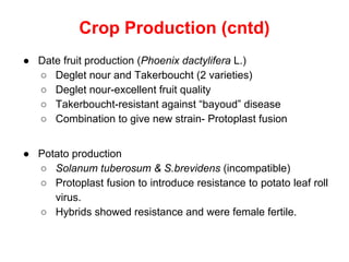 Crop Production (cntd)
● Date fruit production (Phoenix dactylifera L.)
○ Deglet nour and Takerboucht (2 varieties)
○ Deglet nour-excellent fruit quality
○ Takerboucht-resistant against “bayoud” disease
○ Combination to give new strain- Protoplast fusion
● Potato production
○ Solanum tuberosum & S.brevidens (incompatible)
○ Protoplast fusion to introduce resistance to potato leaf roll
virus.
○ Hybrids showed resistance and were female fertile.
 