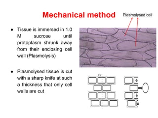 Mechanical method
● Tissue is immersed in 1.0
M sucrose until
protoplasm shrunk away
from their enclosing cell
wall (Plasmolysis)
● Plasmolysed tissue is cut
with a sharp knife at such
a thickness that only cell
walls are cut
Plasmolysed cell
 